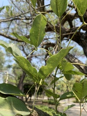 Erythrina corallodendron