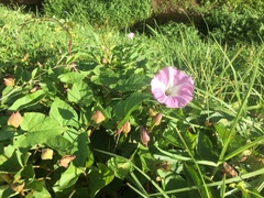 Calystegia sepium roseata x Silvatica disjuncta