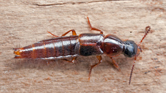 Quedius xanthopus