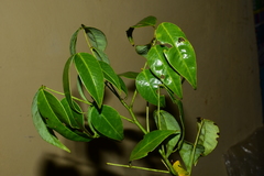 Cassiinae