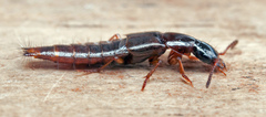 Quedius xanthopus