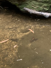 Euastacus