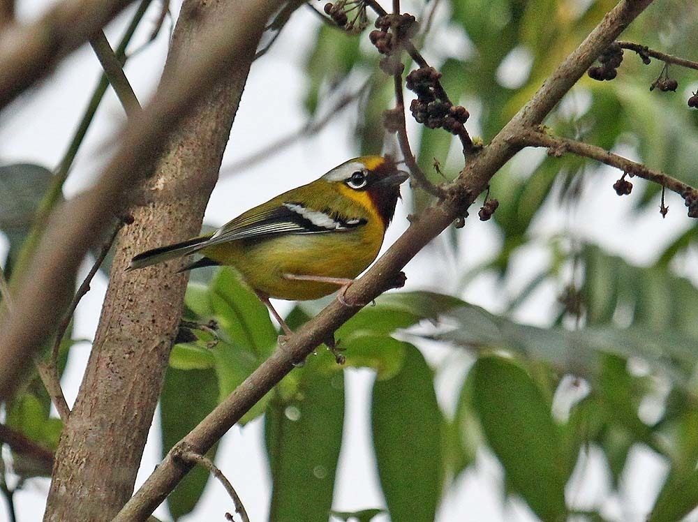 Clicking Shrike-Babbler (Pteruthius intermedius) photo