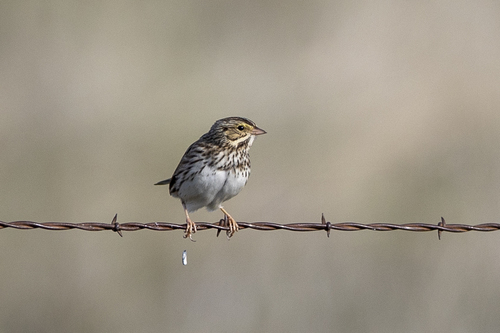 iNaturalist observation photo of Savannah Sparrow