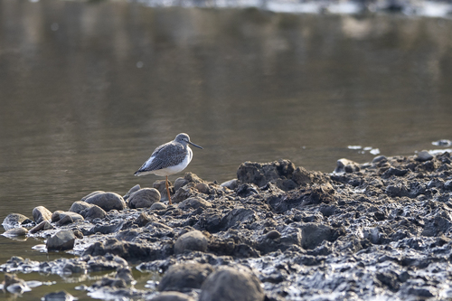 iNaturalist observation photo of Greater Yellowlegs