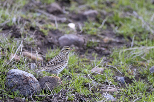 iNaturalist observation photo of Savannah Sparrow