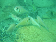 Pempheris