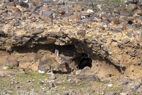 iNaturalist observation photo of Desert Cottontail