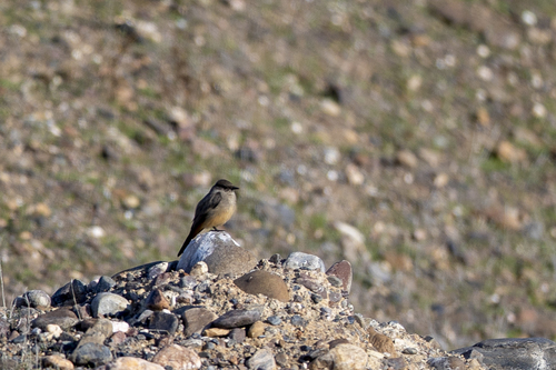 iNaturalist observation photo of Say's Phoebe