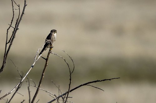 iNaturalist observation photo of Merlin