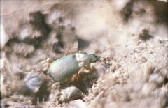 Chlaenius nigricornis