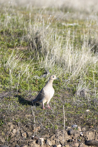iNaturalist observation photo of Mourning Dove