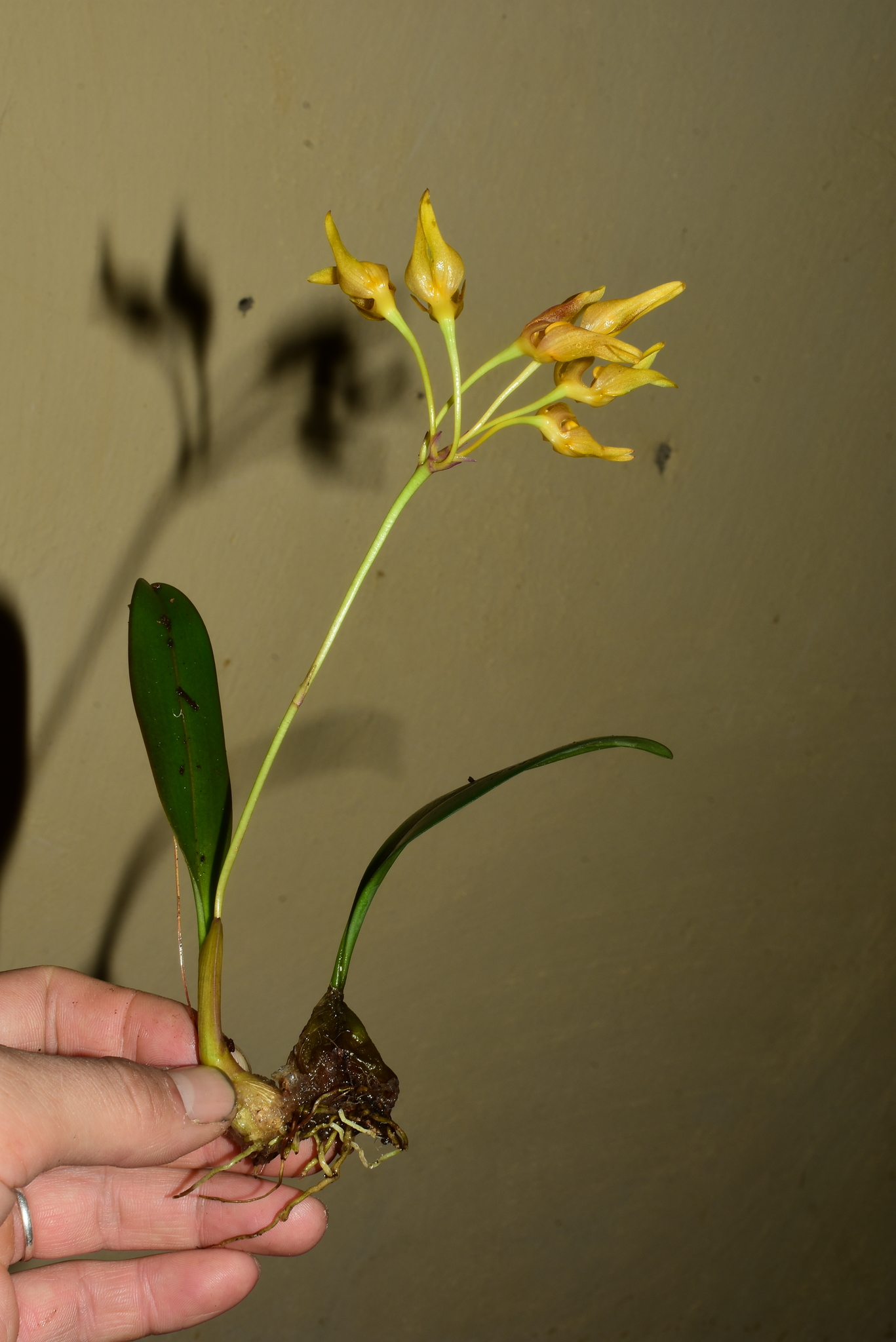 Bulbophyllum thydoi (Bulbophyllum thydoi)
