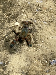 Euastacus