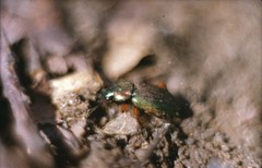 Chlaenius nigricornis