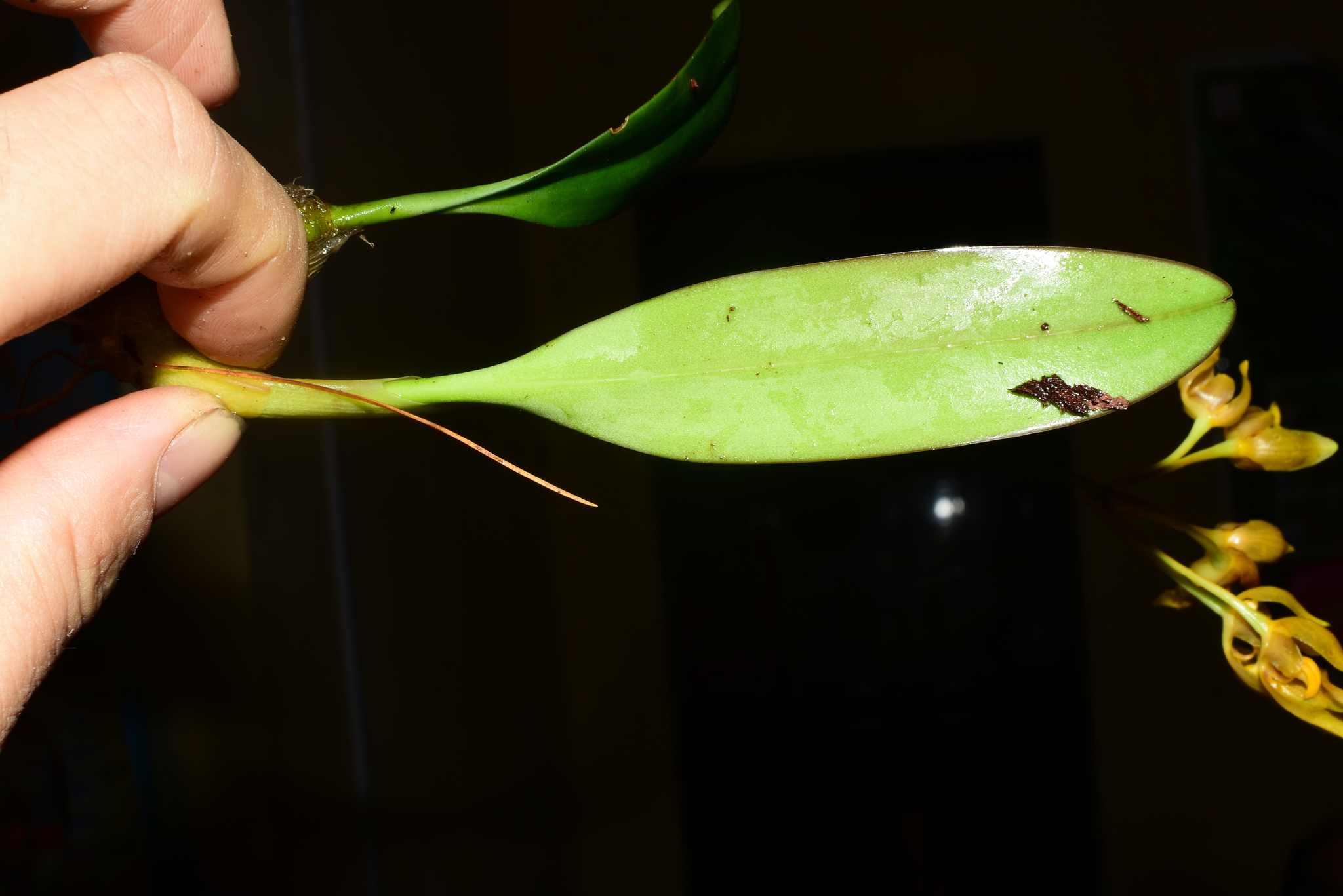 Bulbophyllum thydoi — ảnh 2