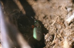 Chlaenius nigricornis