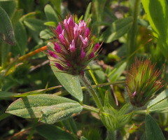 Trifolium dasyurum