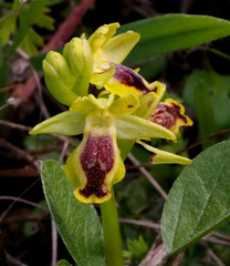 Ophrys lutea galilaea