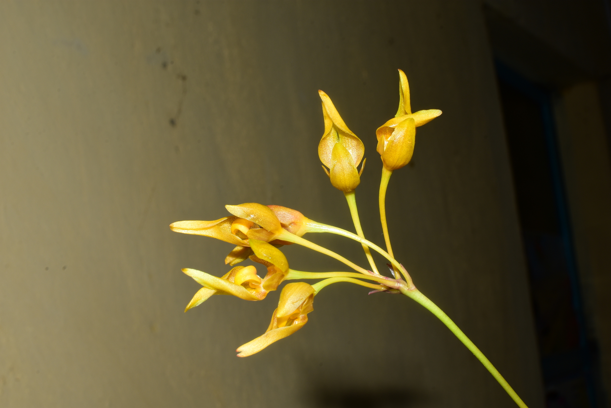 Bulbophyllum thydoi — ảnh 3