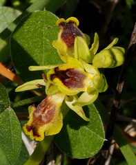Ophrys lutea galilaea