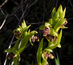 Ophrys umbilicata