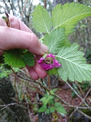 Rubus hawaiensis