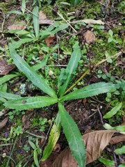 Eryngium foetidum