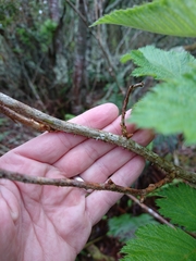 Rubus hawaiensis