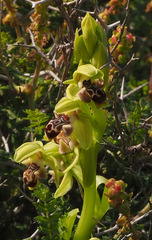 Ophrys umbilicata