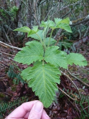 Rubus hawaiensis