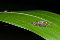 Mogoplistidae