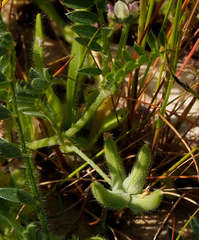 Astragalus asterias