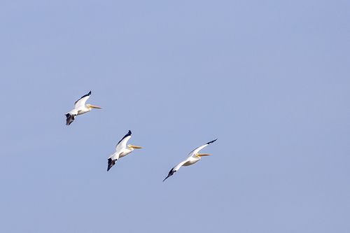 iNaturalist observation photo of American White Pelican
