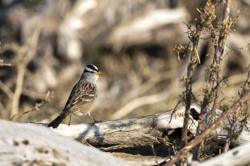 iNaturalist observation photo of White-crowned Sparrow