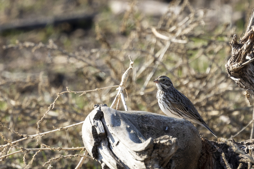 iNaturalist observation photo of Savannah Sparrow