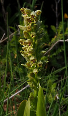 Orchis galilaea
