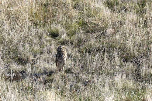 iNaturalist observation photo of Burrowing Owl