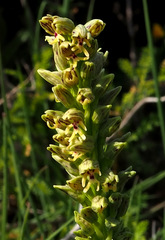 Orchis galilaea