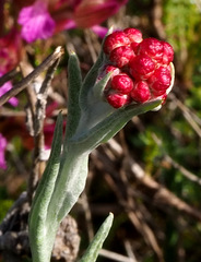 Helichrysum sanguineum