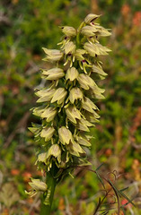 Orchis galilaea