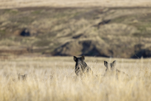 iNaturalist observation photo of Wild Boar