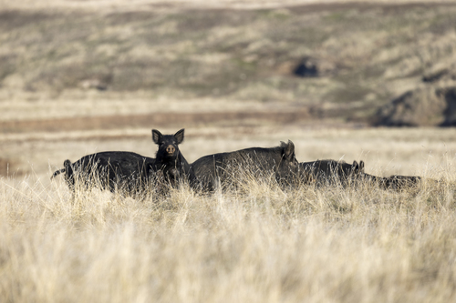 iNaturalist observation photo of Wild Boar