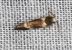 Thallarcha phalarota