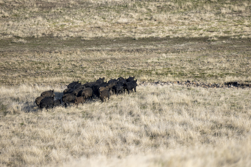 iNaturalist observation photo of Wild Boar