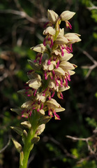Orchis galilaea