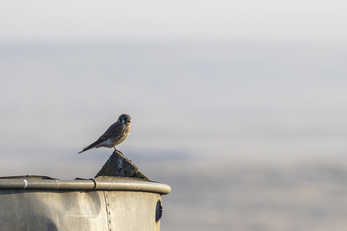 iNaturalist observation photo of American Kestrel