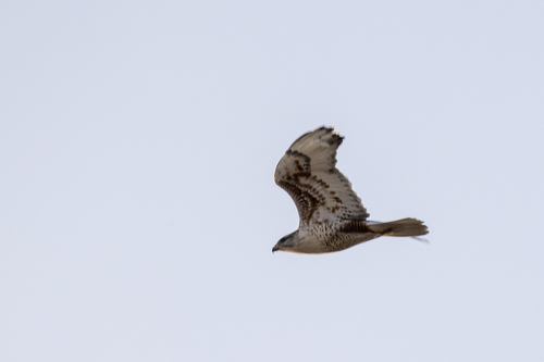 iNaturalist observation photo of Ferruginous Hawk