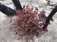 Eucalyptus diversifolia