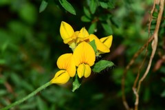 Lotus corniculatus corniculatus